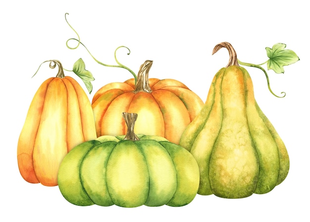 Mature zucche arancioni e verdi e foglie Verdure autunnali biologiche da fattoria Decorazione autunnale Isolata Illustrazione ad acquerello È perfetto per le carte o i manifesti di Ringraziamento e Halloween