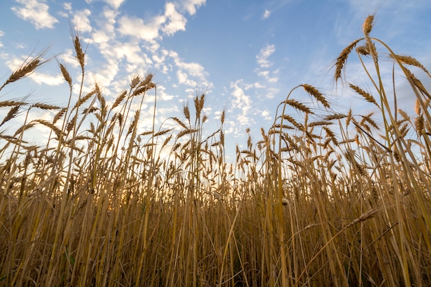 maturo d'oro per la raccolta del campo di grano