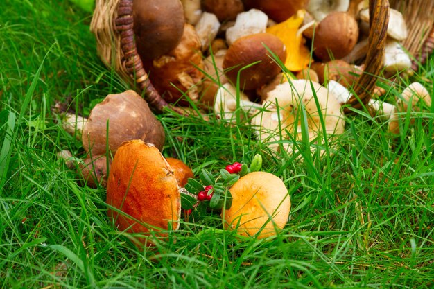 Maturo di funghi in cesto di salice su erba verde fresca