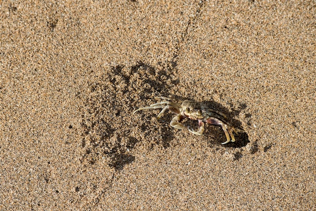 Maui Hawaii Granchio fantasma Ocypode pallidula sulla spiaggia di Lahaina scavando una tana
