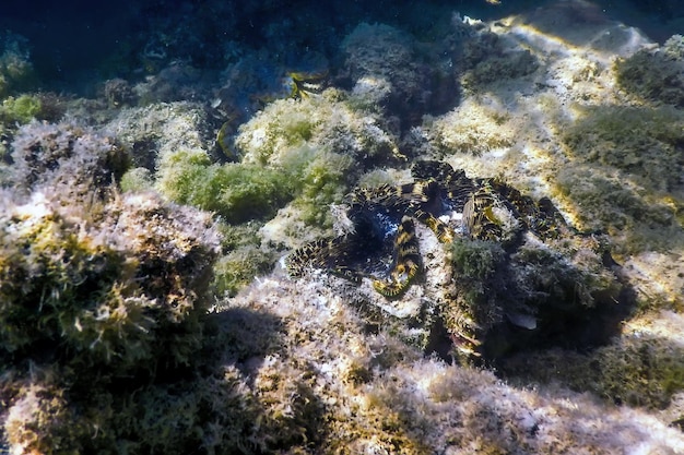 Maxima clam (Tridacna maxima) Sott'acqua, Vita marina