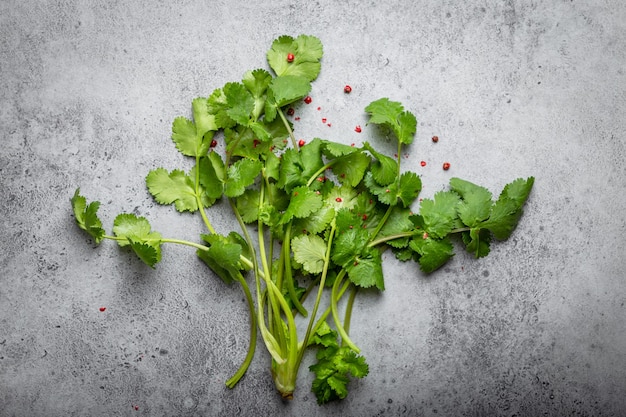 Mazzetto di coriandolo verde appena raccolto su sfondo grigio cemento rustico. Coriandolo come verde per cucinare e condire cibi, ricco di sapore e vitamine, buono per la salute