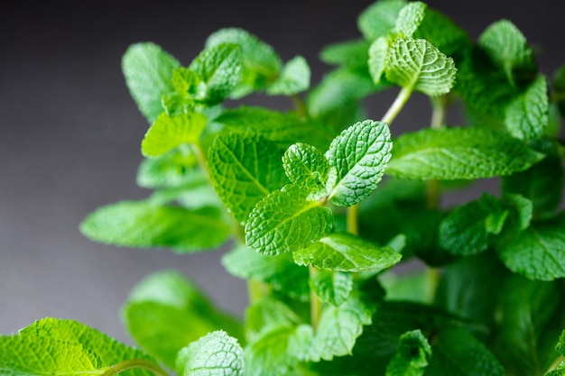 Mazzetto di foglie di menta fresca