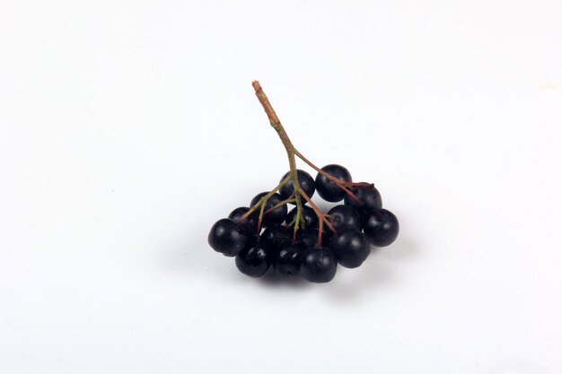 Mazzi di bacche di aronia nera con foglie su sfondo bianco. Chokeberry