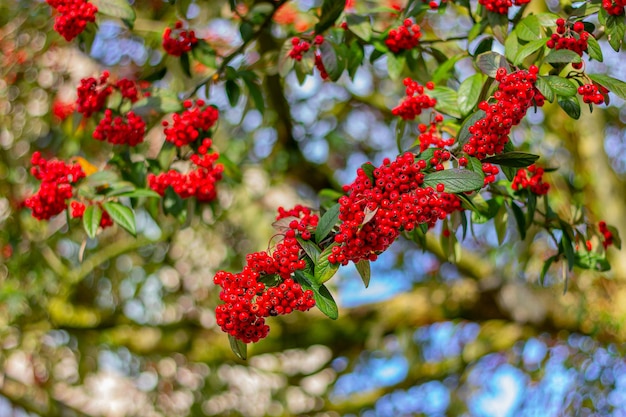 Mazzi di bacche di sorbo rosso sui rami degli alberi primo piano