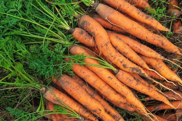 Mazzi di carote arancioni con cime verdi Sfondo di carote mature dopo il raccolto