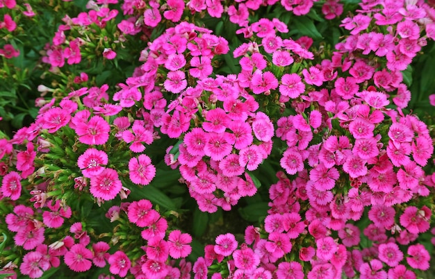 Mazzi di Dianthus Seguieri in fiore o fiori rosa di Sequier