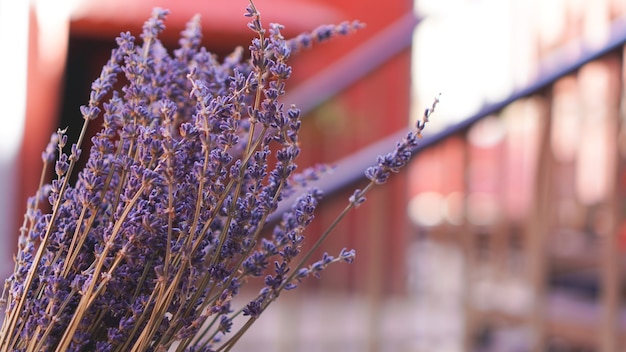 Mazzi di lavanda secchi su sfondo sfocato luminoso