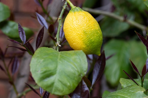 Mazzi di limoni maturi gialli freschi sul giardino dei rami dell'albero di limone