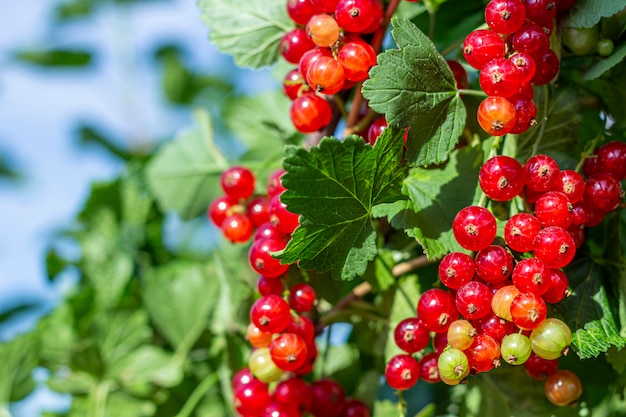 Mazzi di ribes rosso appendono sui rami in una soleggiata giornata estiva. Sfondo naturale. Concetto domestico, di giardinaggio e di agricoltura.