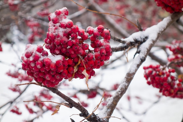 Mazzi di sorbo nella neve