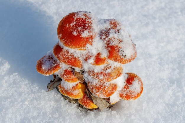 Mazzi innevati di funghi arancioni luminosi sul campo nevoso alla luce solare al giorno di inverno