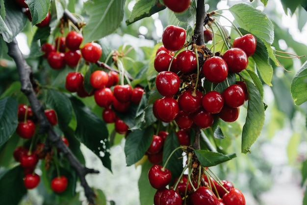 Mazzi maturi di ciliege rosse sui rami di un albero