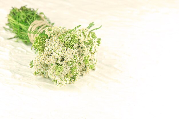 Mazzo Achillea millefolium con fiore bianco Achillea su sfondo bianco Achillea in erboristeria