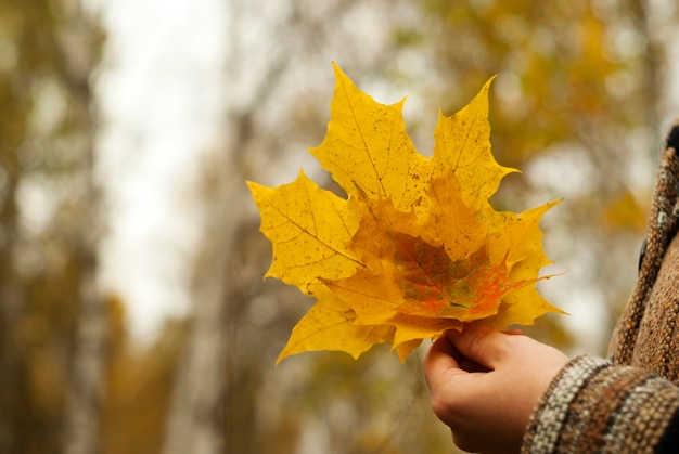 Mazzo autunnale giallo di foglie di acero cadute nella mano di una ragazza nel parco, primo piano