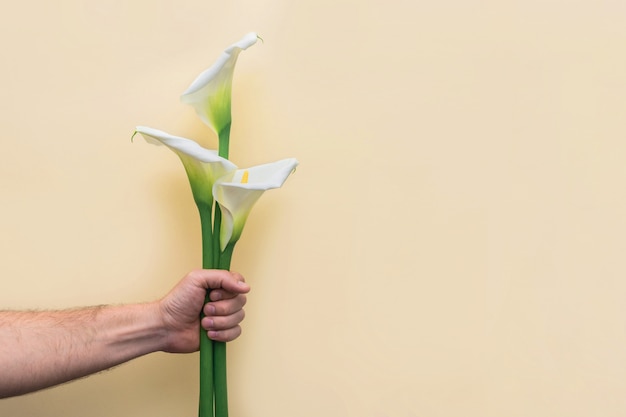 Mazzo bianco dei fiori della calla lilly in mano dell'uomo sulla parete gialla.