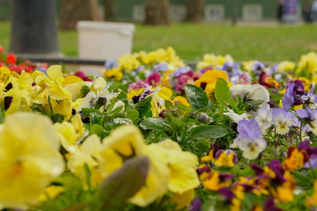 Mazzo colorato di fiori misti primo piano