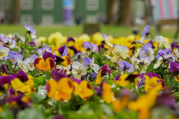 Mazzo colorato di fiori misti primo piano