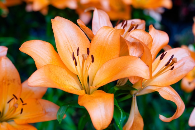 Mazzo dei fiori dei gigli nel giardino. Fiori di primavera