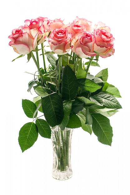 Mazzo dei fiori della rosa di rosa su fondo bianco