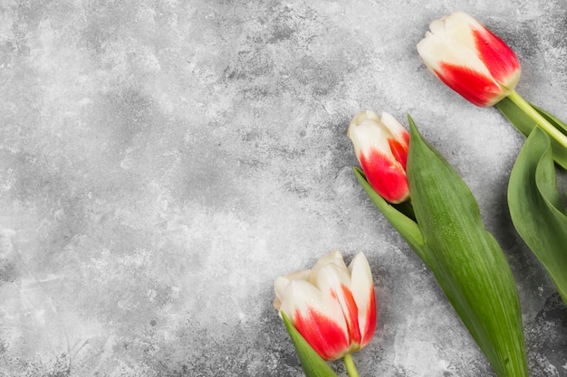 Mazzo dei tulipani rosa bianchi su un fondo grigio. Vista dall'alto, copia spazio