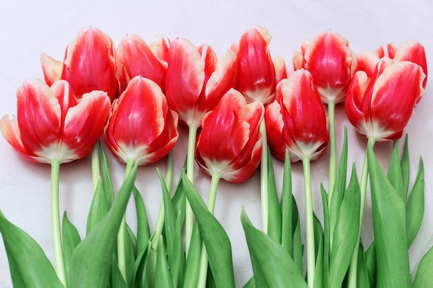 Mazzo dei tulipani rossi che si trovano su una luce. Vista dall'alto. Formato orizzontale. Taglia splendidi fiori. Primavera floreale.