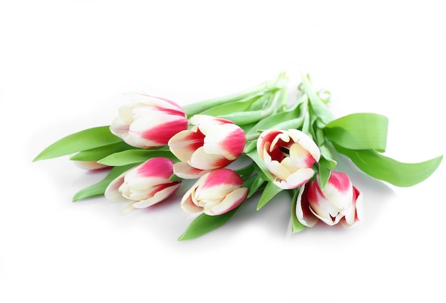 Mazzo dei tulipani variegati isolati su bianco