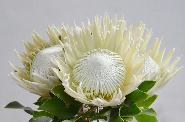 Mazzo del fiore del protea di re isolato su un fondo bianco