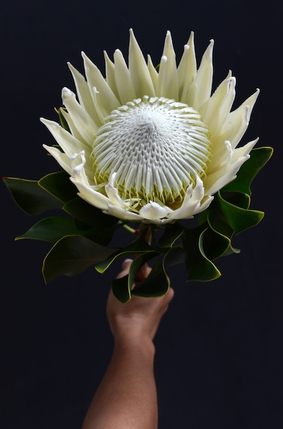 Mazzo del fiore del protea di re isolato su un fondo nero