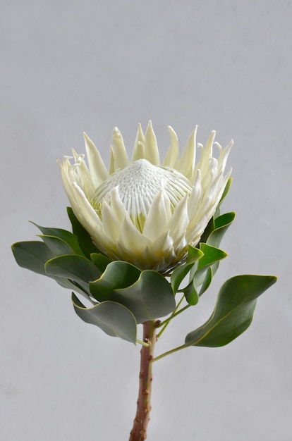 Mazzo del fiore del protea di re su un fondo isolato bianco. Avvicinamento. Per il design Natura.