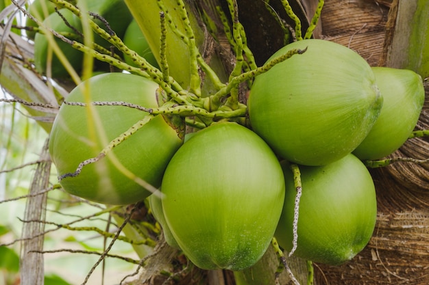 Mazzo del primo piano di noci di cocco verdi sull'albero nel giardino.