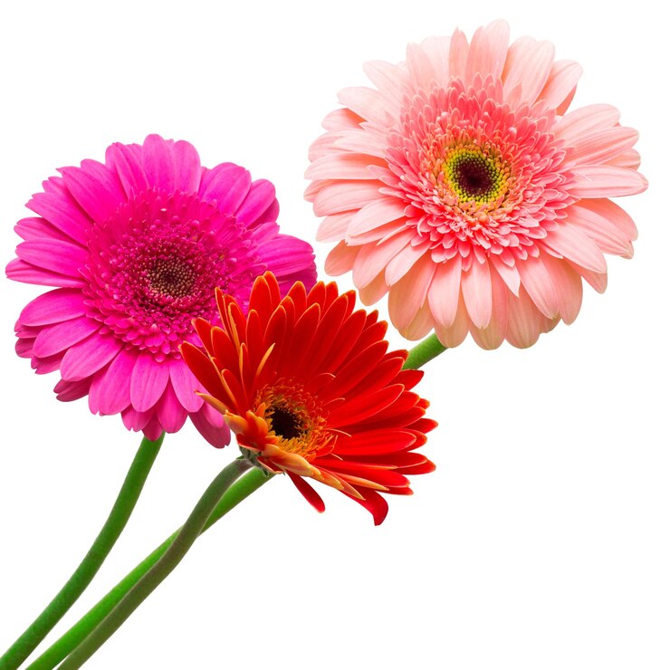 Mazzo delle gerbere dei fiori isolato su fondo bianco