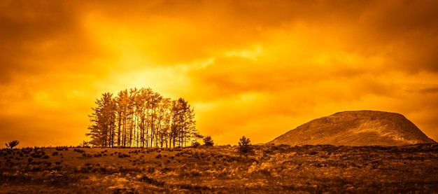 Mazzo di alberi sul crinale della collina