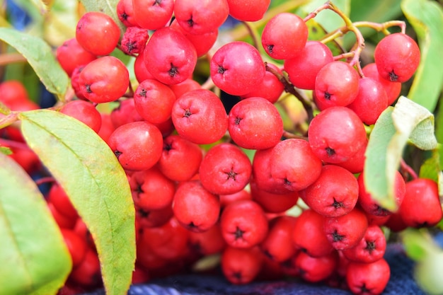 mazzo di bacche di sorbo rosso da vicino