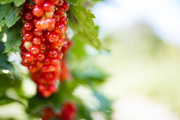 Mazzo di bacche rosse stagionali fresche di ribes con fogliame verde alla pianta commestibile matura della giornata di sole estivo