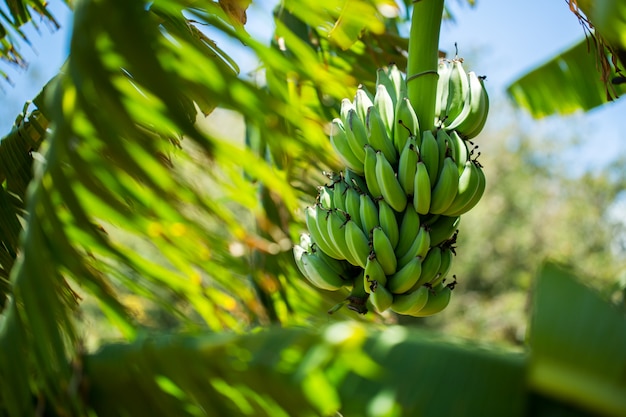 Mazzo di banana sulla palma.