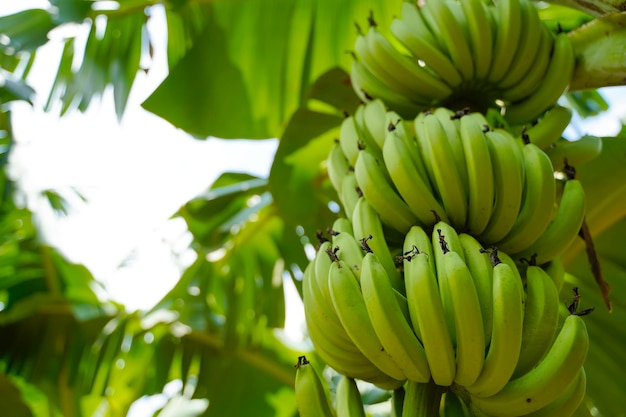 Mazzo di banana verde al campo agricolo.