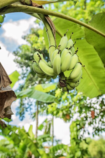 Mazzo di banane verdi che appende sul banano