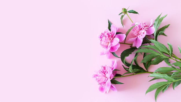 Mazzo di bei fiori rosa della peonia sulla vista del piano d'appoggio rosa chiaro con lo spazio della copia