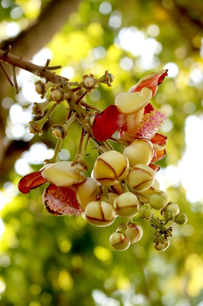 Mazzo di bel fiore di Sal o Shorea Robusta che cresce sull'albero