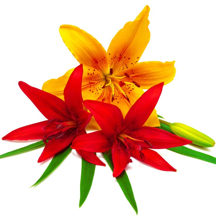 Mazzo di bellissimi gigli di fiori. I colori della cartolina d'auguri di festa.