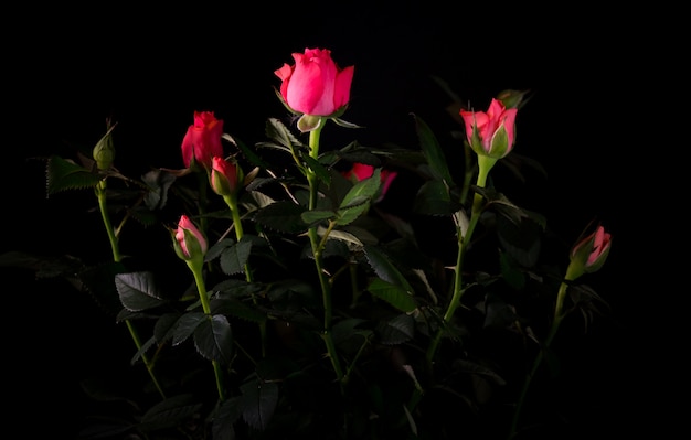 Mazzo di bello primo piano rosa su una parete nera