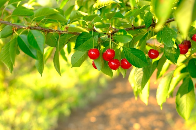 Mazzo di ciliegie rosse mature che crescono sul ciliegio in ciliegie organiche del frutteto sull'albero prima