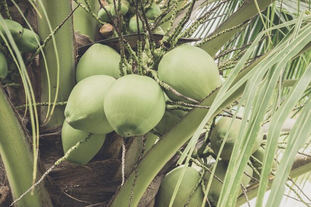 Mazzo di cocco fresco sull'albero di cocco