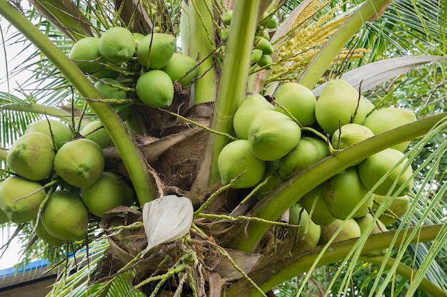 Mazzo di cocco fresco sull'albero di cocco