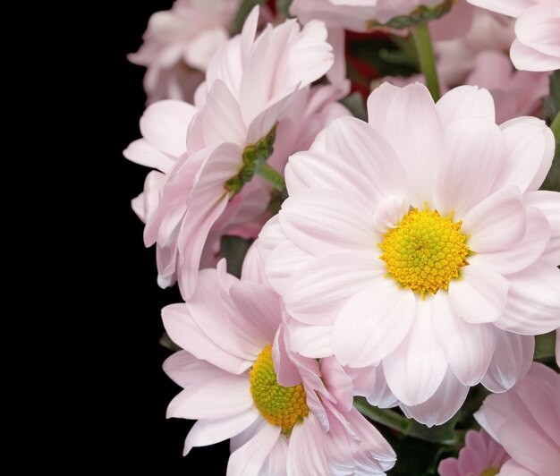 Mazzo di crisantemi rosa isolati sul nero. (avvicinamento)