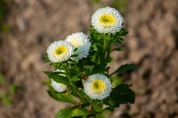 Mazzo di fiore di crisantemo bianco in fiore che cresce nel giardino d'inverno