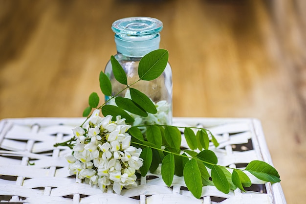 Mazzo di fiori bianchi acacia vicino a una bottiglia di medicina Raccolta di erbe in stagione