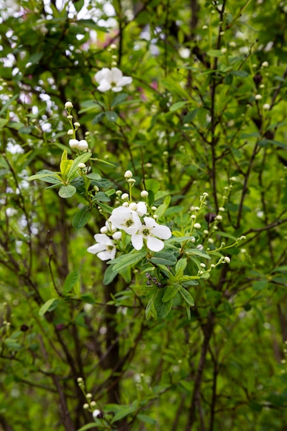Mazzo di fiori bianchi di exochorda tianshanica con un bellissimo bokeh