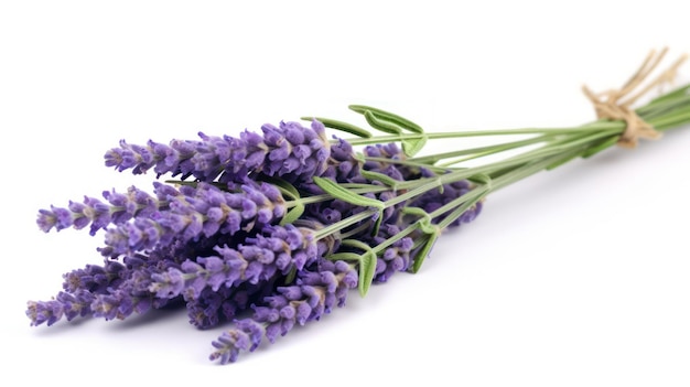 Mazzo di fiori della lavanda su bianco